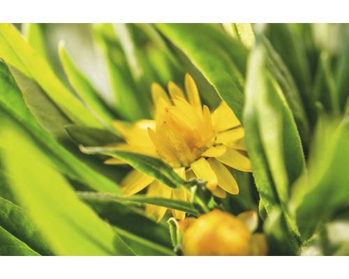 Nahaufnahme einer gelben Strohblume zwischen grünen Blättern