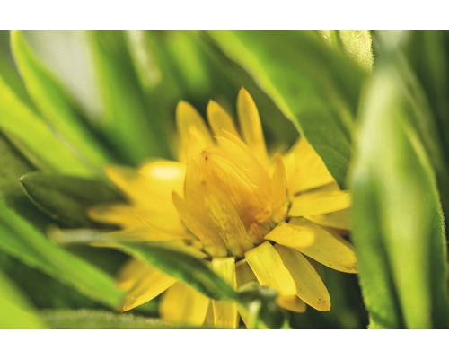 Nahaufnahme einer gelben Strohblume mit grünen Blättern