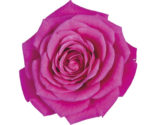 Nahaufnahme einer einzelnen Rose