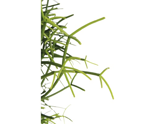 Detailaufnahme einer Rhipsalis Zimmerpflanze