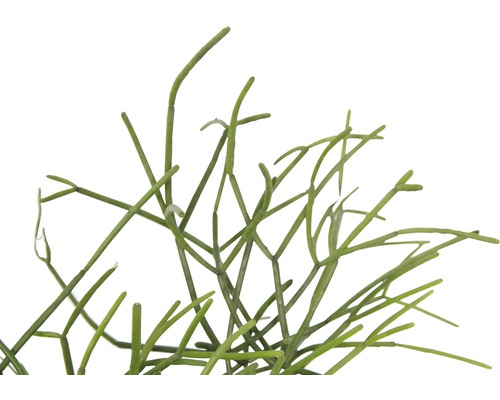 Detailaufnahme einer Korallenraute