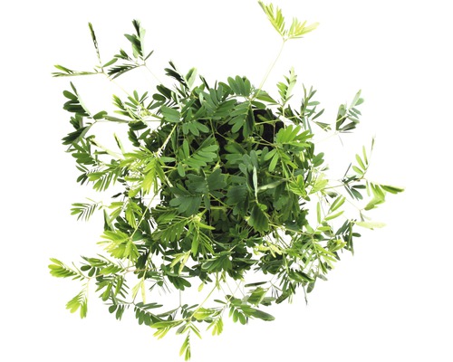 Mimose im Topf von oben