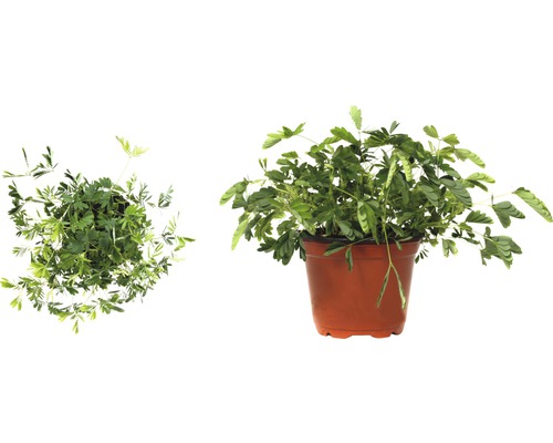 Mimose im Topf, Ansicht von oben und von der Seite