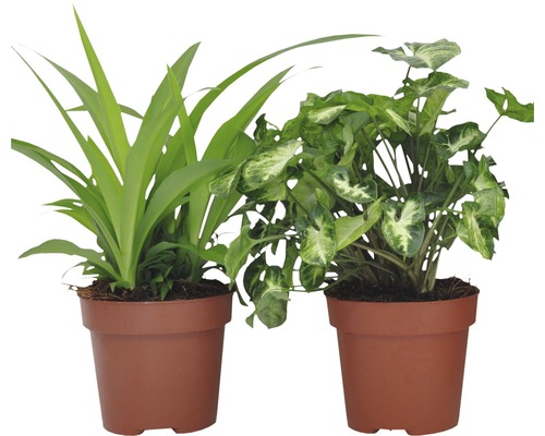 Deux plantes d''intérieur en pots