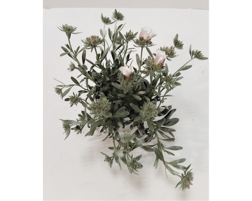 Künstliche Scabiosa mit Blüte