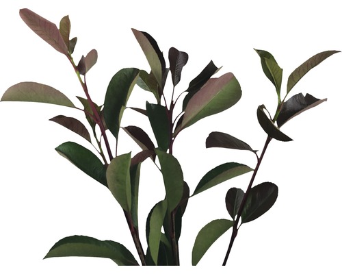 L''image montre des branches de photinia avec des feuilles.