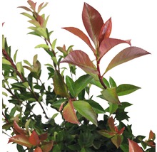 Photinia avec des feuilles vertes et rouges