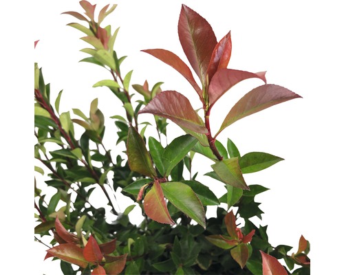 Photinia avec des feuilles vertes et rouges