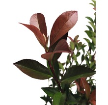 Branche de photinia avec feuilles