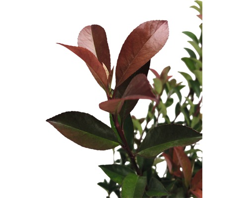 Branche de photinia avec feuilles