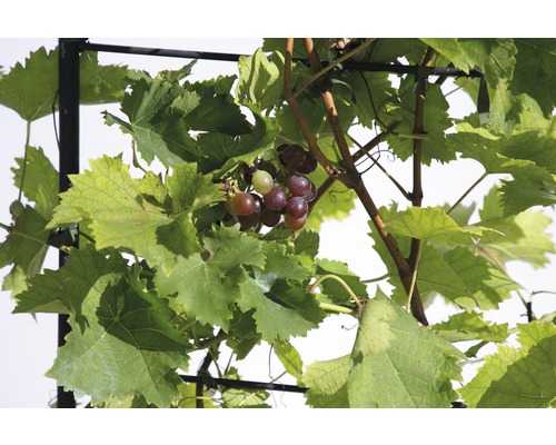 Weintrauben an einem Weinstock mit Blättern an einem Rankgitter