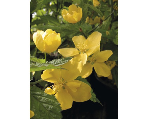 Ranunkelstrauch FloraSelf Kerria japonica "Golden Guinea" H 60-80 cm Co 4,5 L Kerriestrauch mit gelben Blüten