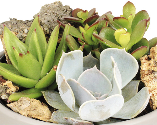 Gros plan d''un mélange de plantes grasses avec différentes espèces de plantes et des morceaux d''écorce