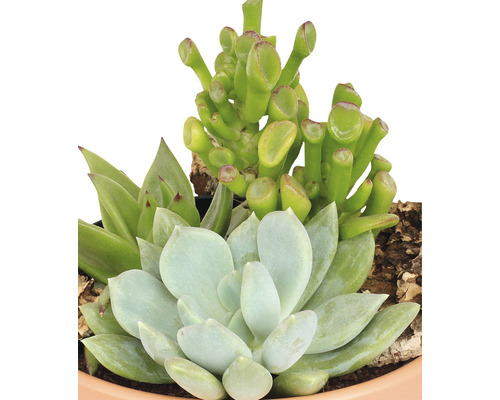 Trois plantes succulentes différentes dans un pot