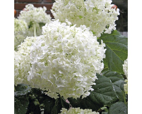 Nahaufnahme einer Schneeballhortensie mit weißen Blüten