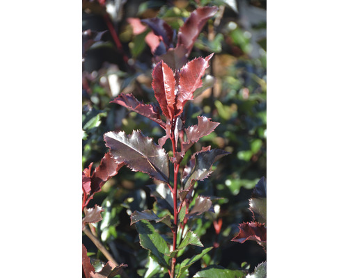 Glanzmispel FloraSelf Photinia fraseri ´Magical Volcano' H 50-60 cm Co 6 L Detailaufnahme einer Glanzmispelhecke mit charakteristischen Blättern