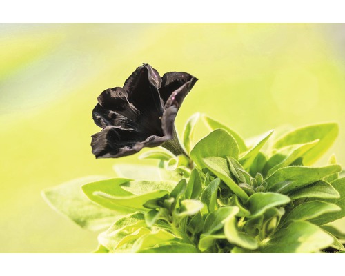 Pétunia noir avec des feuilles vertes