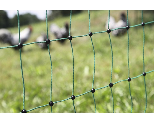 Filet à volaille avec poules à l''arrière-plan