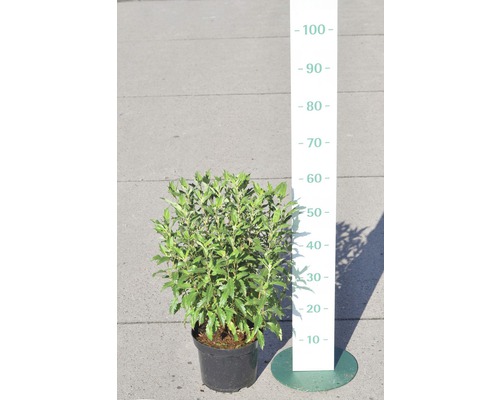 Immergrüne Ölweide als Kübelpflanze mit Wachstumshöhenangabe