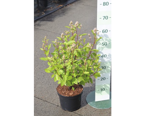 Strauch in einem Topf mit Messskala