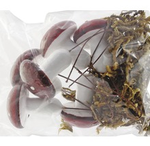 Décoration : champignons et mousse dans un emballage.