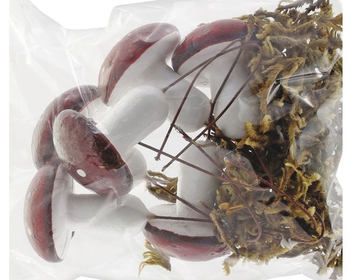 Décoration : champignons et mousse dans un emballage.