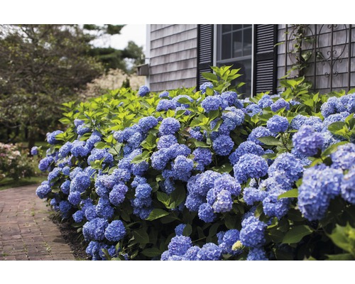 Haie d''hortensias en fleurs devant une maison