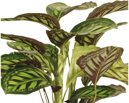 Pflanze mit gestreiften Blättern