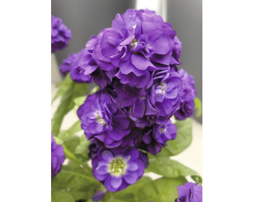 Gros plan d''une giroflée violette