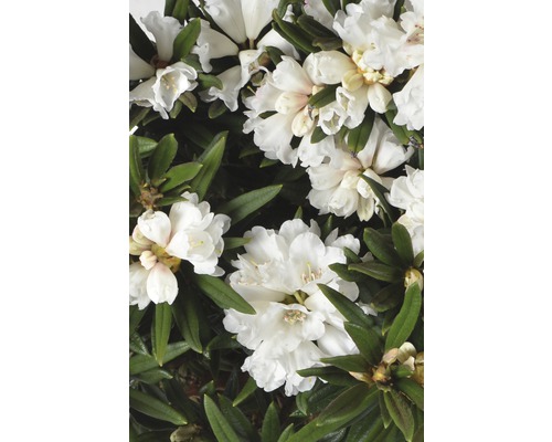 Großblumige Alpenrose FloraSelf Rhododendron roxieanum oreonastes H 30-40 cm Co 6 L