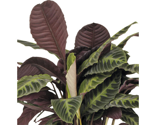 Calathea Zimmerpflanze mit markanten Blättern