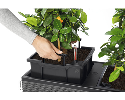 Eine Person setzt eine Pflanze in einen Lechuza Pflanzkübel mit Bewässerungssystem.