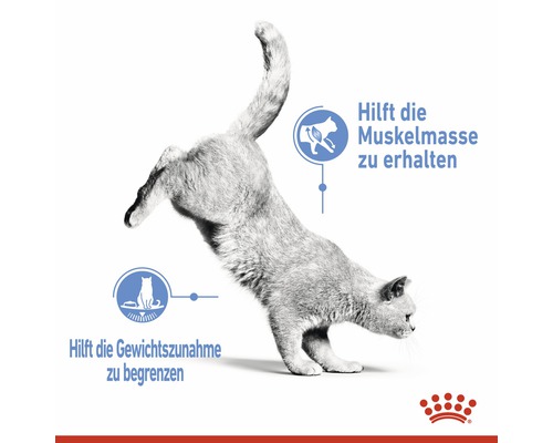 Eine Katze hilft, die Muskelmasse zu erhalten und die Gewichtszunahme zu begrenzen.