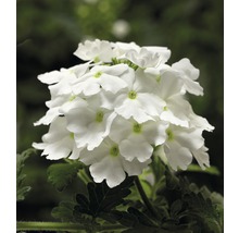 Weisse Verbenenblüte mit grünen Blättern
