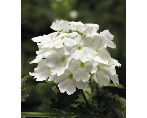 Weisse Verbenenblüte mit grünen Blättern