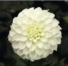 Gros plan sur un dahlia blanc