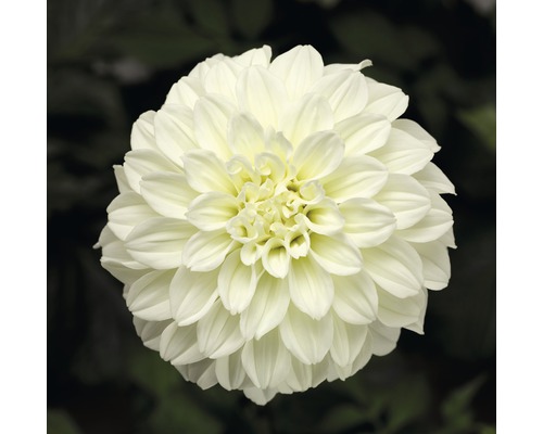 Gros plan sur un dahlia blanc