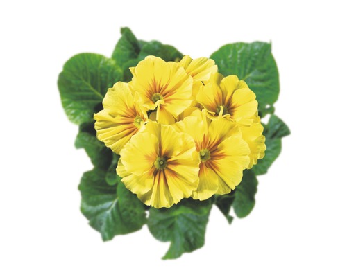 Primelgewächs mit gelben Blüten und grünen Blättern