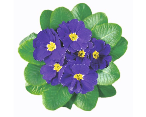 Blauer Blühprimelstock mit grünen Blättern