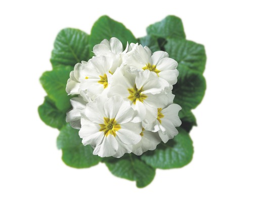 Weisse Primelblüte mit grünen Blättern