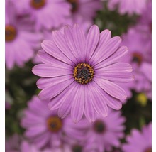 Gros plan sur une fleur de marguerite violette