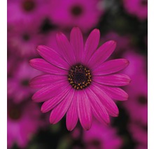 Gros plan d''une fleur de marguerite