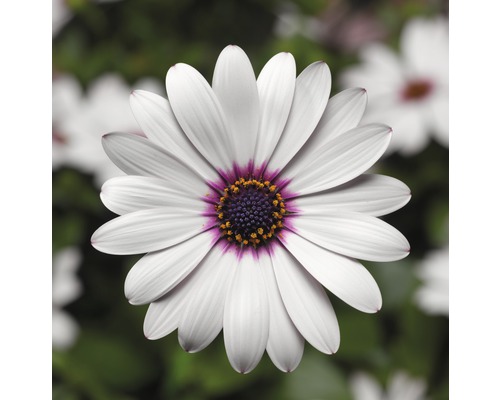 Gros plan d''une fleur de marguerite avec des pétales blancs et un centre violet
