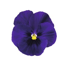 Veilchenblume, lila mit gelbem Zentrum