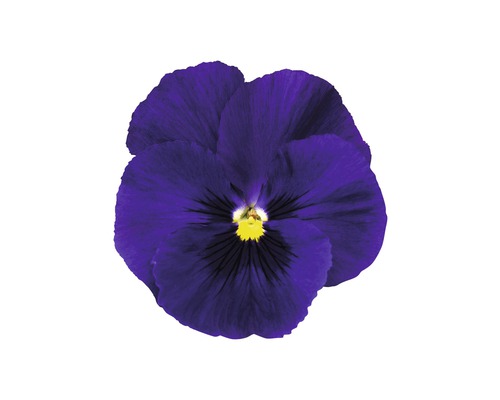 Veilchenblume, lila mit gelbem Zentrum