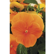 Pensée orange en détail
