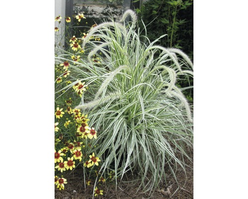 Herbe aux écouvillons multicolore FloraSelf Pennisetum advena 'Skyrocket' h 20-50 cm Co 5 l