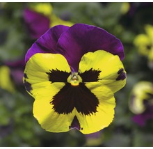 Gros plan sur une fleur de pensée jaune et violette
