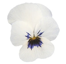 Einzelne weiße Stiefmütterchenblüte