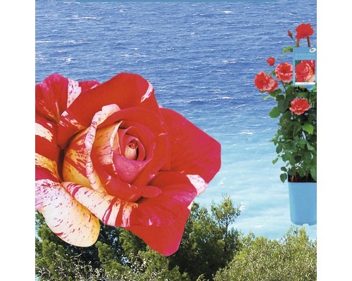 Rosier parfumé FloraSelf® Rosa Cote d'Azure 50-80 cm